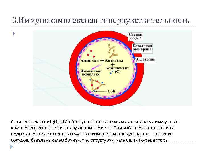 3. Иммунокомплексная гиперчувствительность Антитела классов Ig. G, Ig. M образуют с растворимыми антигенами иммунные