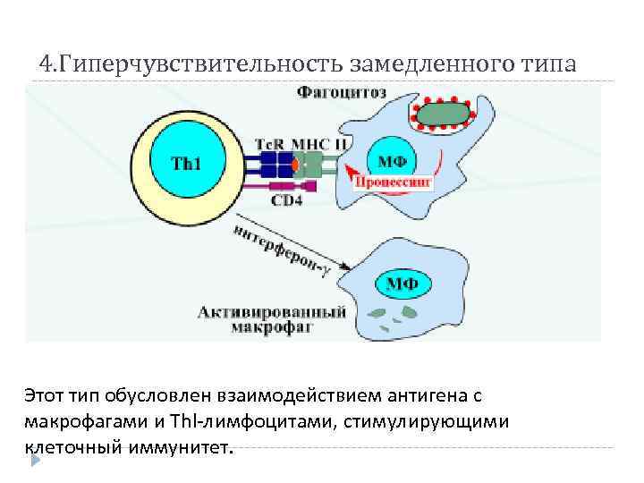 Презентация на тему гиперчувствительность замедленного типа