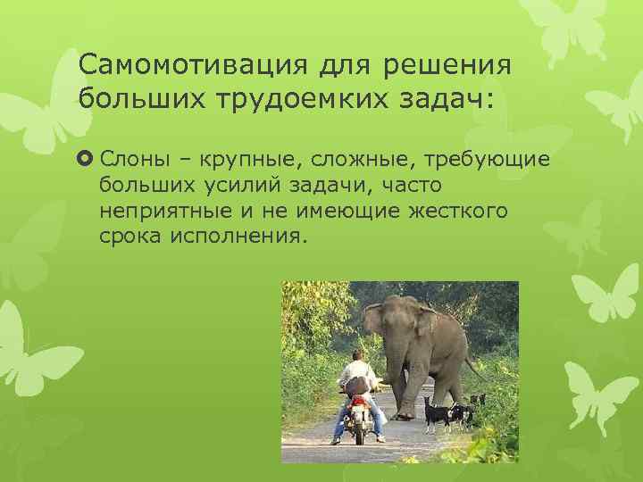 Самомотивация для решения больших трудоемких задач: Слоны – крупные, сложные, требующие больших усилий задачи,
