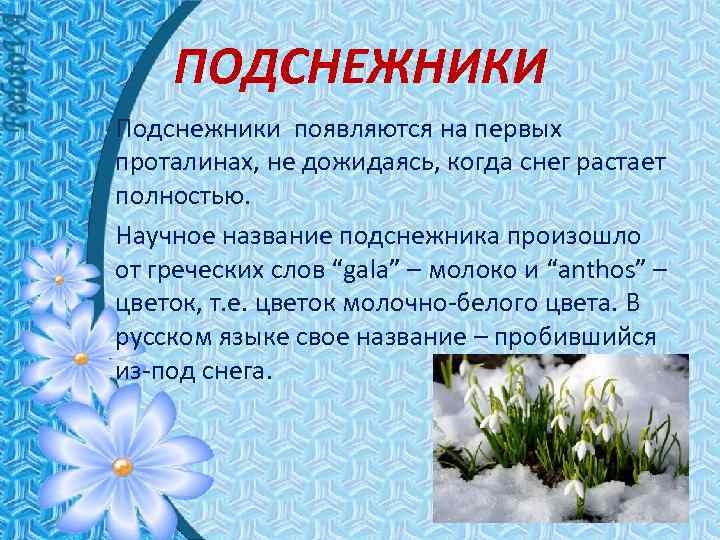 ПОДСНЕЖНИКИ Подснежники появляются на первых проталинах, не дожидаясь, когда снег растает полностью. Научное название