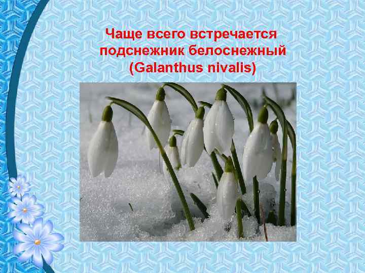 Чаще всего встречается подснежник белоснежный (Galanthus nivalis) 