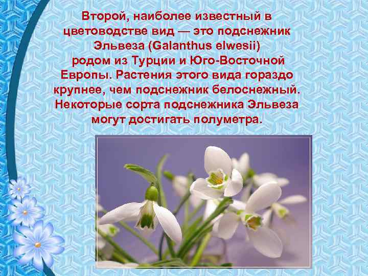 Второй, наиболее известный в цветоводстве вид — это подснежник Эльвеза (Galanthus elwesii) родом из