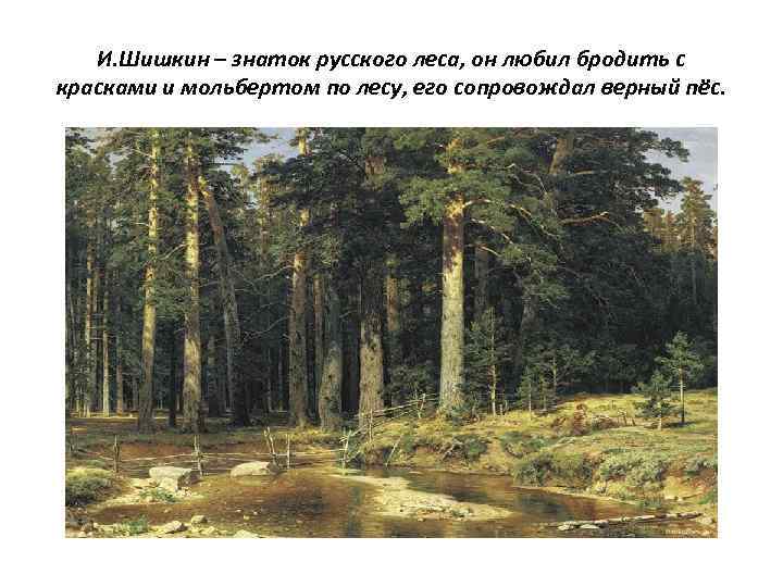 И. Шишкин – знаток русского леса, он любил бродить с красками и мольбертом по