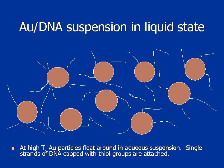 Au/DNA suspension in liquid state n At high T, Au particles float around in