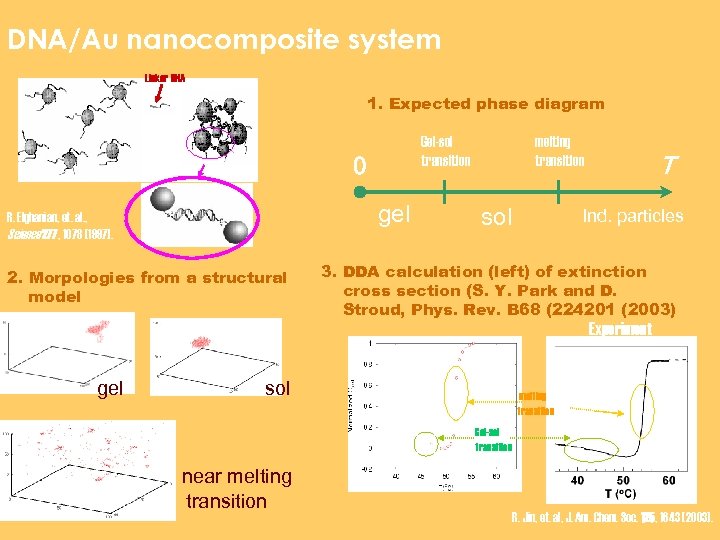 DNA/Au nanocomposite system Linker DNA 1. Expected phase diagram Gel-sol transition 0 gel R.