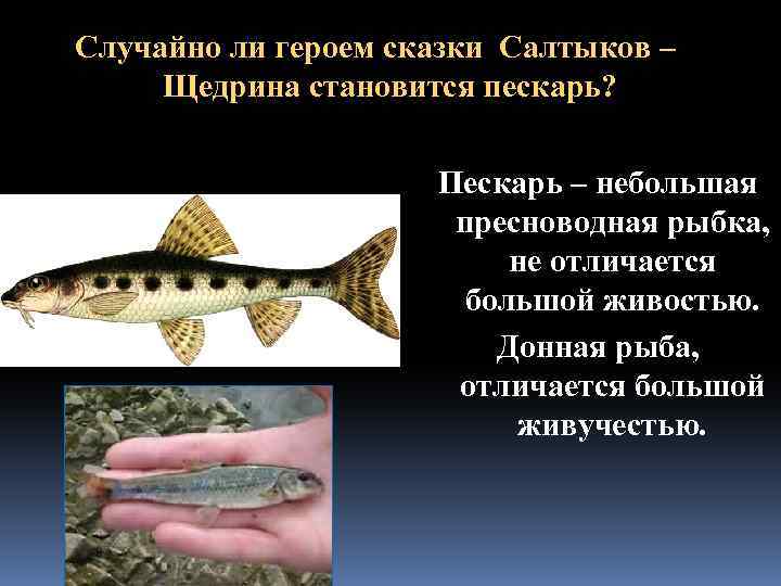 Случайно ли героем сказки Салтыков – Щедрина становится пескарь? Пескарь – небольшая пресноводная рыбка,