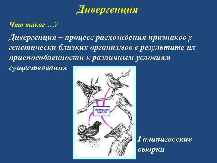 Дивергенция Что такое …? Дивергенция – процесс расхождения признаков у генетически близких организмов в