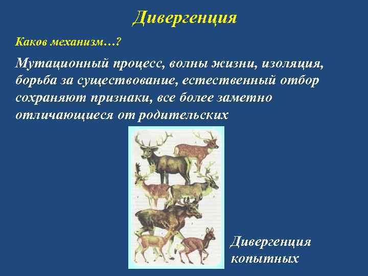 Дивергенция Каков механизм…? Мутационный процесс, волны жизни, изоляция, борьба за существование, естественный отбор сохраняют