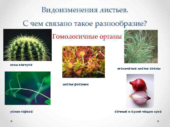 Какие видоизменения листьев изображены на рисунке у кактуса гороха росянки саррацении непентеса алоэ