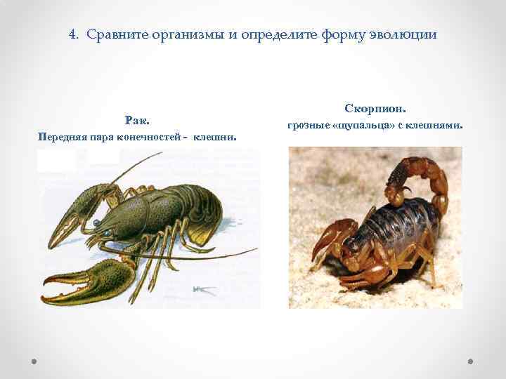 4. Сравните организмы и определите форму эволюции Рак. Передняя пара конечностей - клешни. Скорпион.