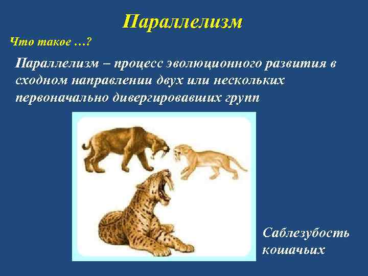 Параллелизм Что такое …? Параллелизм – процесс эволюционного развития в сходном направлении двух или