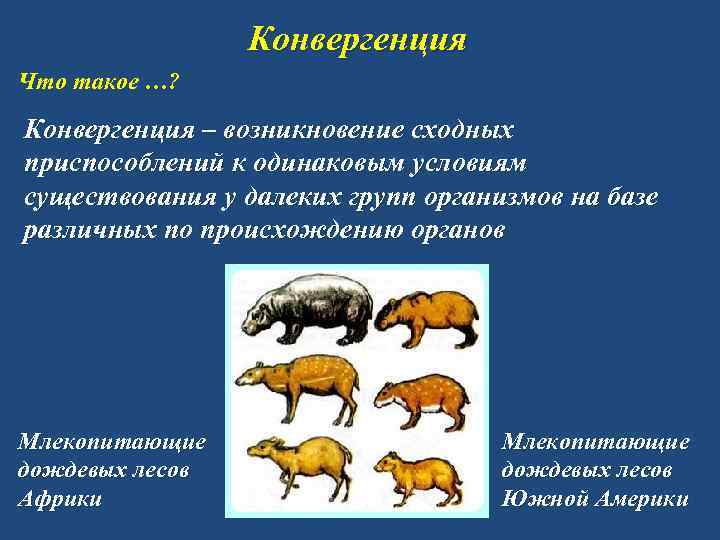 Конвергенция Что такое …? Конвергенция – возникновение сходных приспособлений к одинаковым условиям существования у