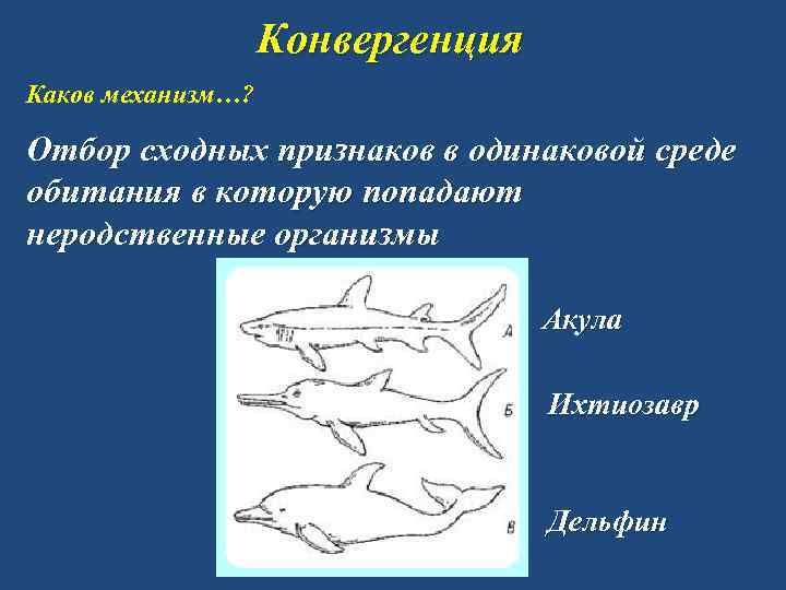 Конвергенция Каков механизм…? Отбор сходных признаков в одинаковой среде обитания в которую попадают неродственные