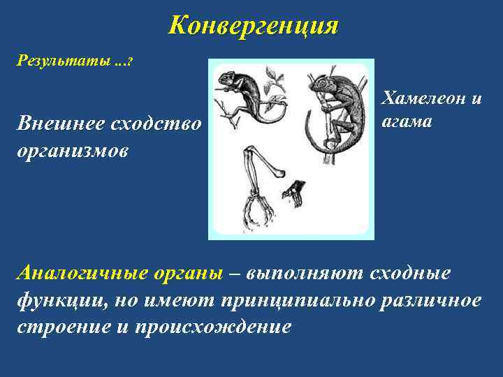 Конвергенция Результаты …? Внешнее сходство организмов Хамелеон и агама Аналогичные органы – выполняют сходные