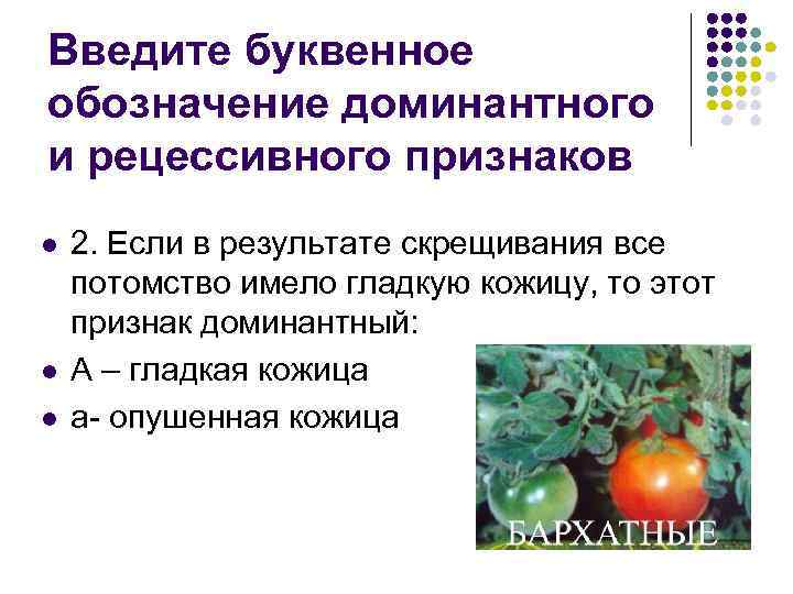 Введите буквенное обозначение доминантного и рецессивного признаков l l l 2. Если в результате