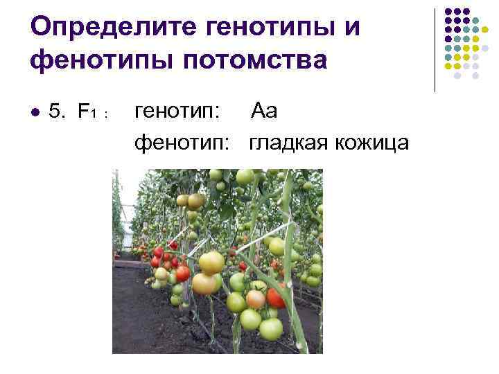 Определите генотипы и фенотипы потомства l 5. F 1 : генотип: Аа фенотип: гладкая