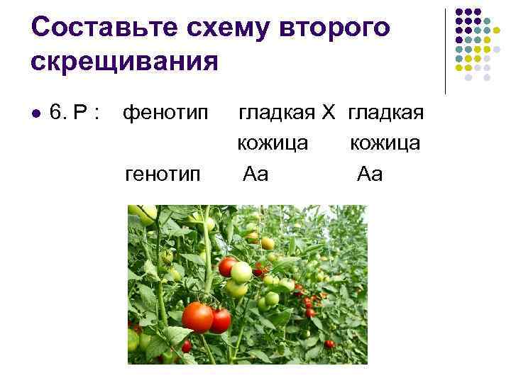 Составьте схему второго скрещивания l 6. Р : фенотип гладкая Х гладкая кожица Аа