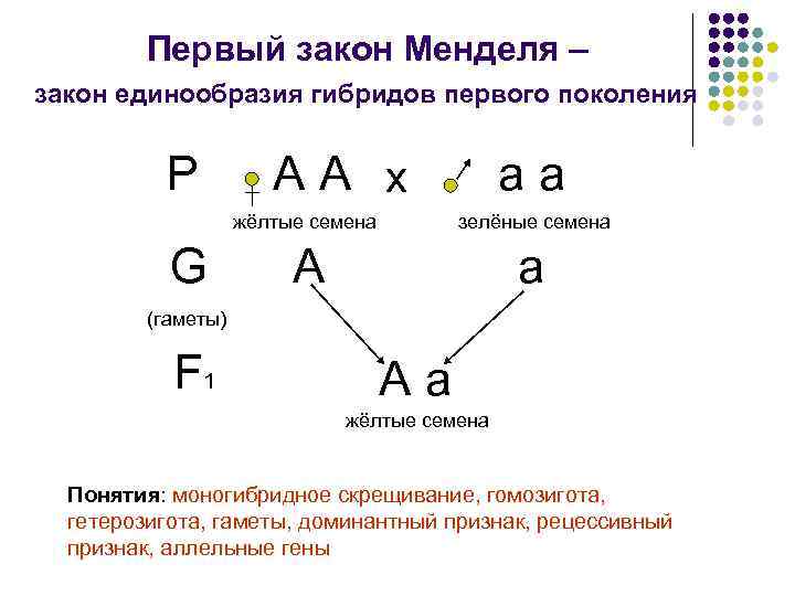 Первый закон Менделя – закон единообразия гибридов первого поколения Р А А х а