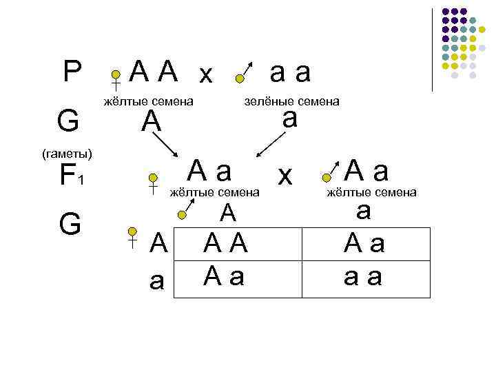 Р G А А х жёлтые семена зелёные семена а А (гаметы) А а