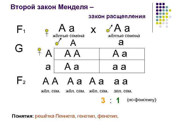 Второй закон Менделя – закон расщепления А а F 1 G F 2 жёлтые