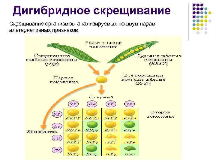 Дигибридное скрещивание Скрещивание организмов, анализируемых по двум парам альтернативных признаков 