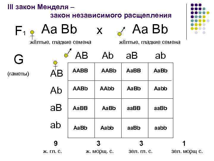 III закон Менделя – закон независимого расщепления F 1 Аа Bb х жёлтые, гладкие