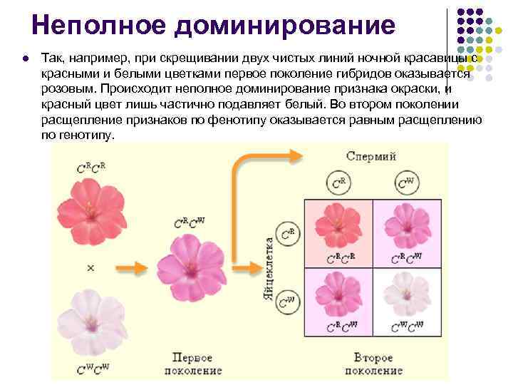 Неполное доминирование l Так, например, при скрещивании двух чистых линий ночной красавицы с красными