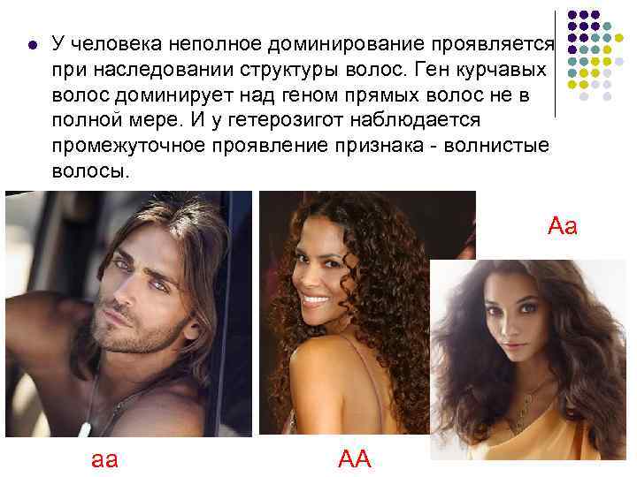 l У человека неполное доминирование проявляется при наследовании структуры волос. Ген курчавых волос доминирует