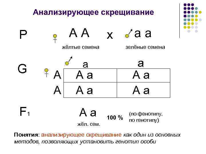 Анализирующее скрещивание А А Р х жёлтые семена G F 1 А А зелёные