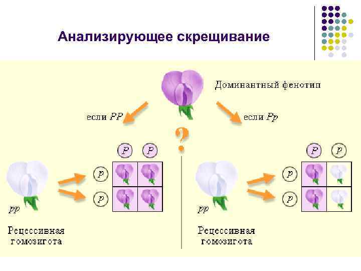 Анализирующее скрещивание 