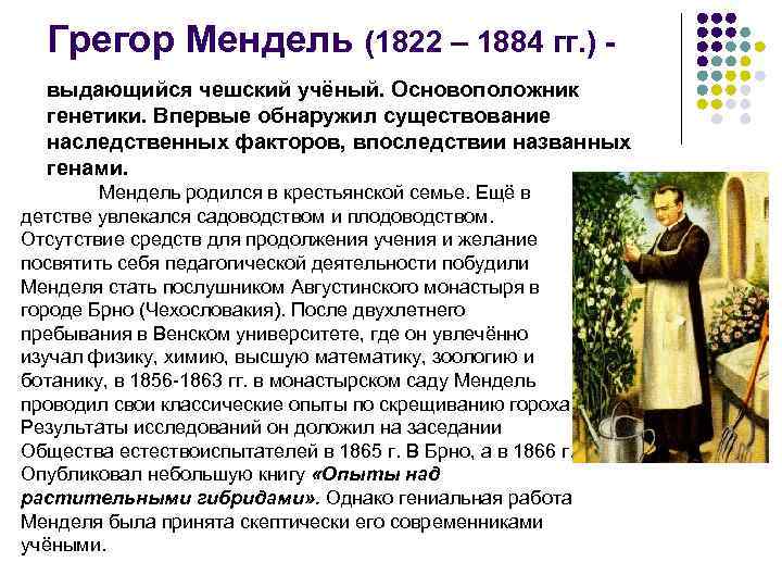 Грегор Мендель (1822 – 1884 гг. ) выдающийся чешский учёный. Основоположник генетики. Впервые обнаружил