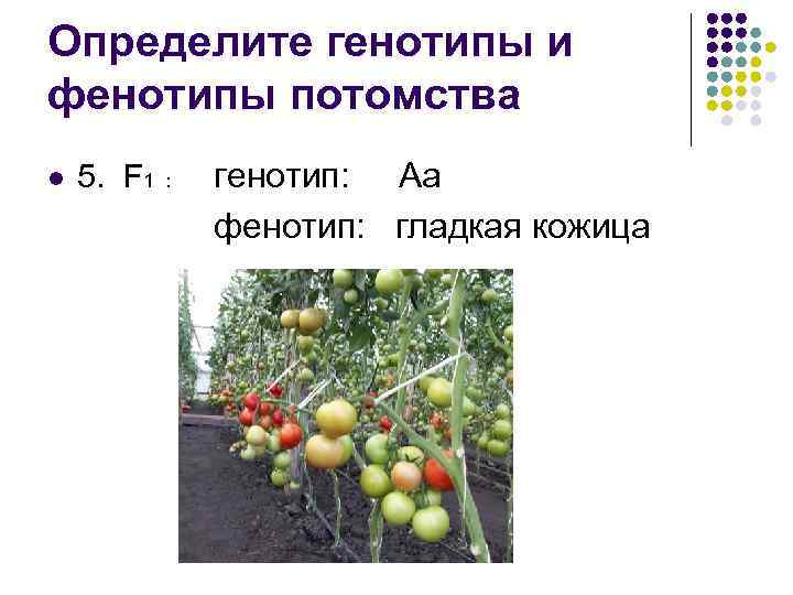 Определите генотипы и фенотипы потомства l 5. F 1 : генотип: Аа фенотип: гладкая