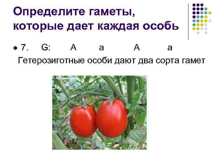 Определите гаметы, которые дает каждая особь 7. G: А а А а Гетерозиготные особи