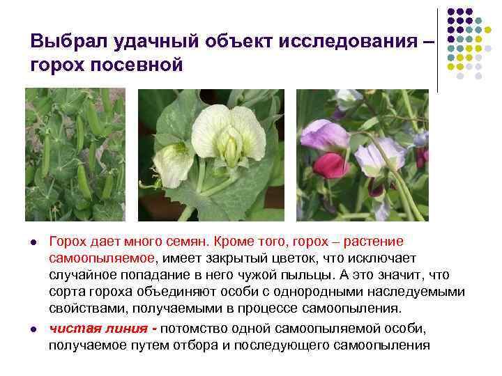 Выбрал удачный объект исследования – горох посевной l l Горох дает много семян. Кроме