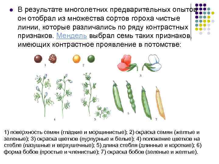 l В результате многолетних предварительных опытов он отобрал из множества сортов гороха чистые линии,