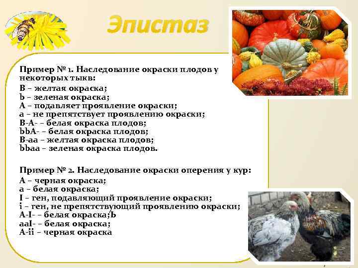 Эпистаз Пример № 1. Наследование окраски плодов у некоторых тыкв: В – желтая окраска;