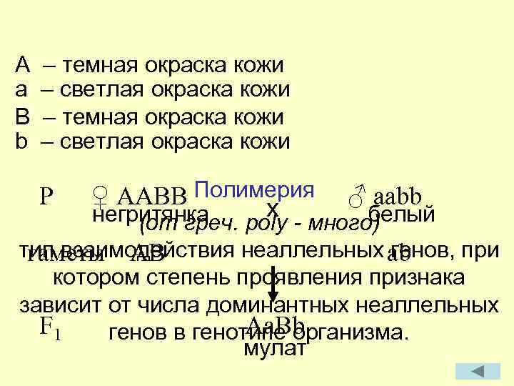 A a B b – темная окраска кожи – светлая окраска кожи P ♀