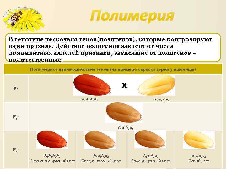 Полимерия В генотипе несколько генов(полигенов), которые контролируют один признак. Действие полигенов зависит от числа