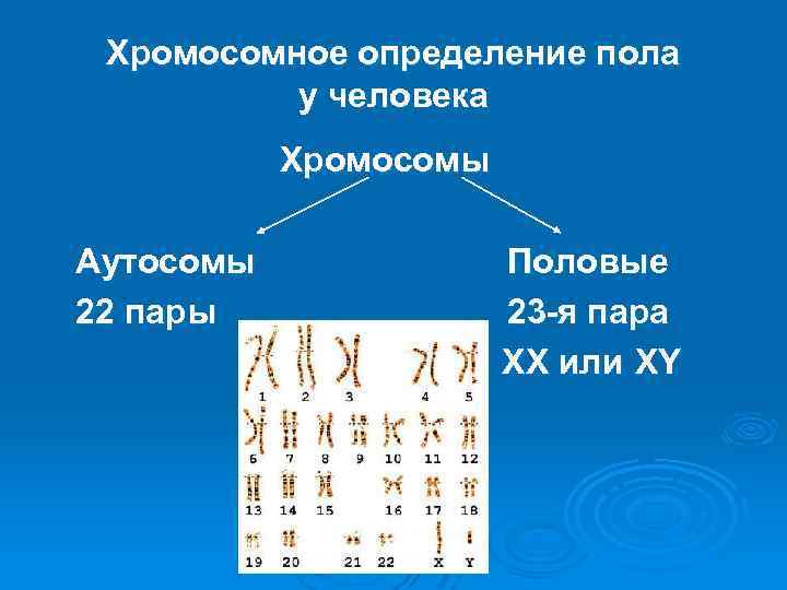 Хромосомное определение пола у человека Хромосомы Аутосомы 22 пары Половые 23 -я пара ХХ