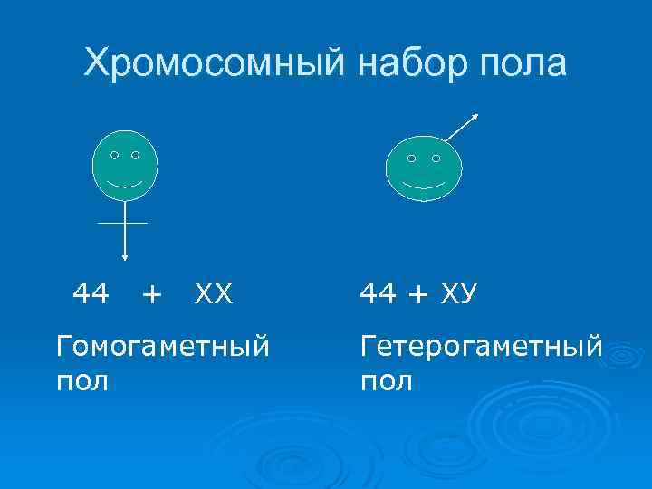 Хромосомный набор пола 44 + ХХ Гомогаметный пол 44 + ХУ Гетерогаметный пол 