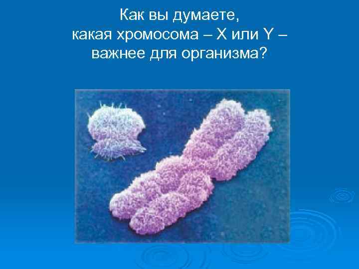 Как вы думаете, какая хромосома – Х или Y – важнее для организма? 