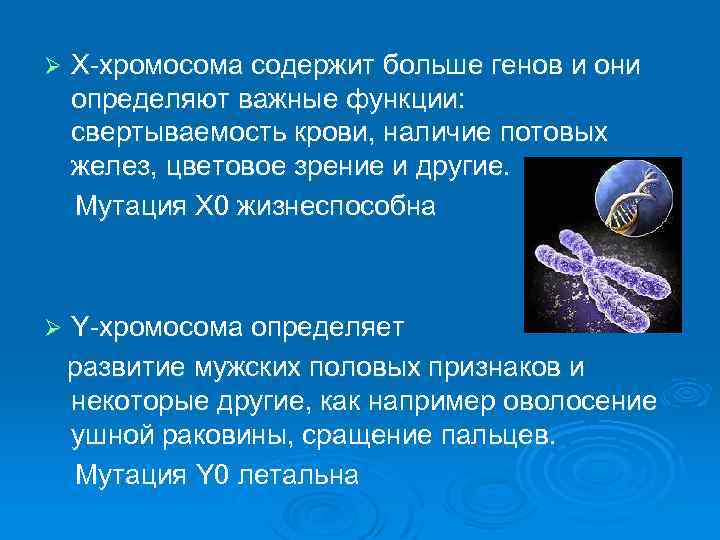 Ø Х-хромосома содержит больше генов и они определяют важные функции: свертываемость крови, наличие потовых