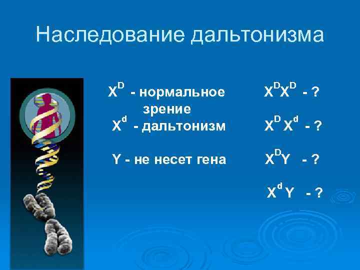 Наследование дальтонизма D Х - нормальное зрение d Х - дальтонизм Y - не