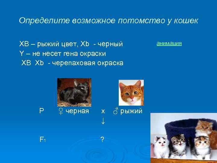 Определите возможное потомство у кошек XB – рыжий цвет, Хb - черный Y –