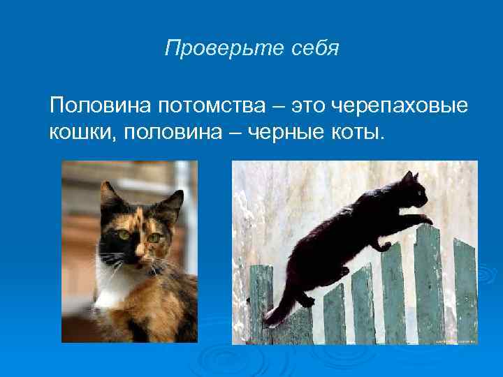 Проверьте себя Половина потомства – это черепаховые кошки, половина – черные коты. 