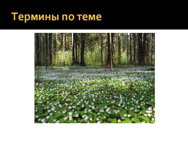 Термины по теме 