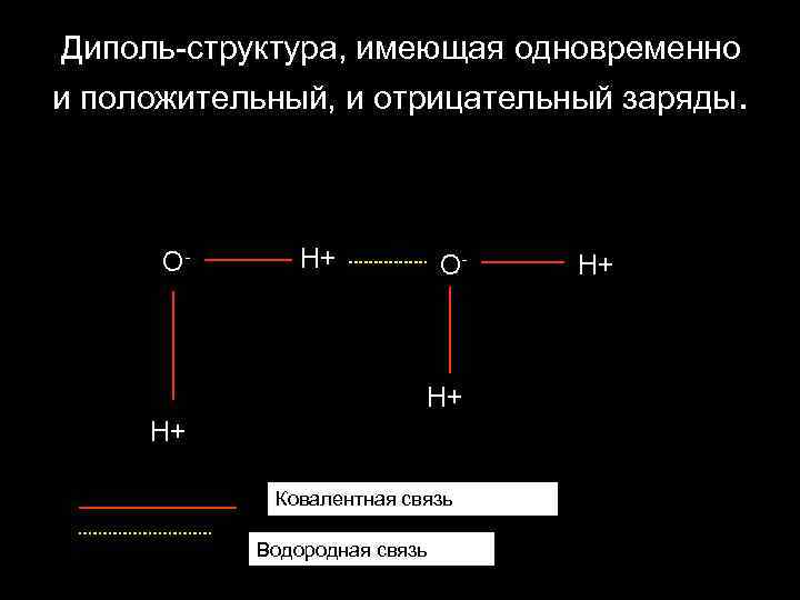 Диполь-структура, имеющая одновременно и положительный, и отрицательный заряды. O- H+ H+ Ковалентная связь Водородная