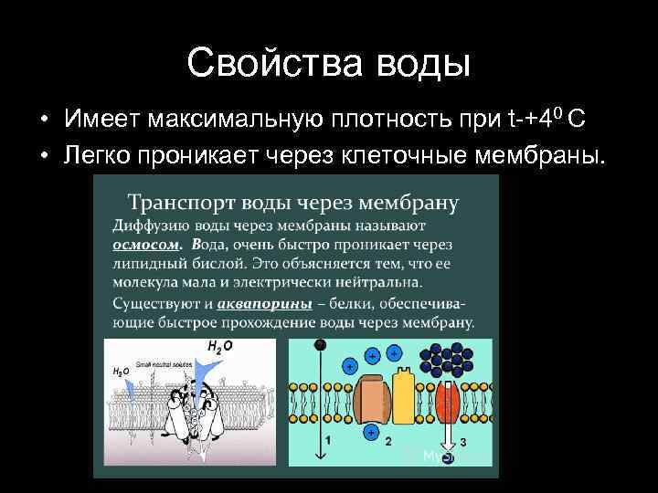 Свойства воды • Имеет максимальную плотность при t-+40 С • Легко проникает через клеточные