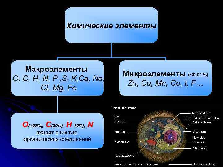 Химические элементы Макроэлементы O, C, H, N, P , S, K, Ca, Na, Cl,