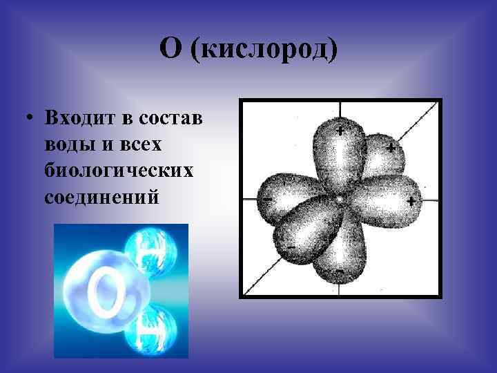 О (кислород) • Входит в состав воды и всех биологических соединений 